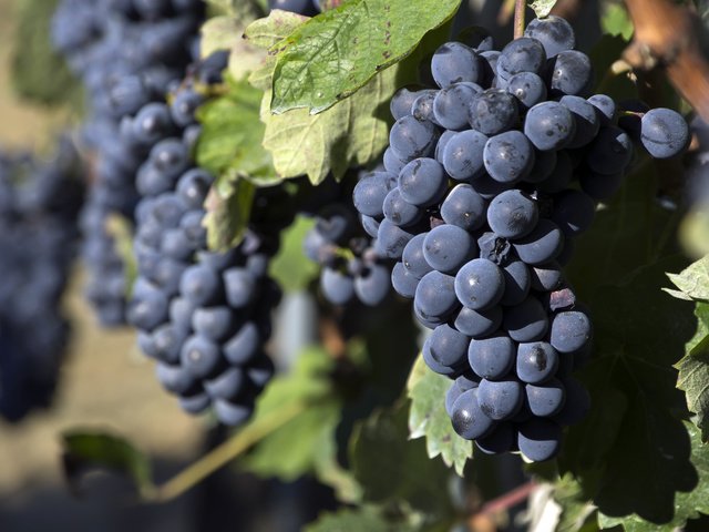 Обои виноград, виноградная лоза, grapes, vine разрешение 4592x3056 Загрузить