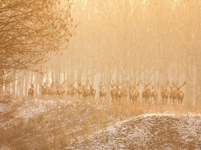 Обои деревья, природа, лес, животные, туман, олени, trees, nature, forest, animals, fog, deer разрешение 2048x1152 Загрузить