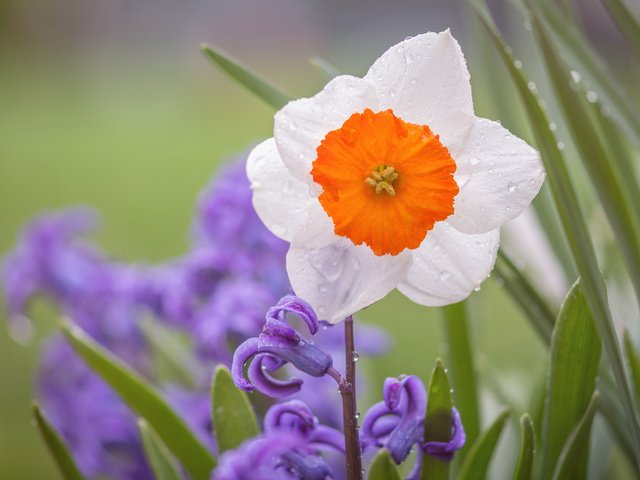 Обои цветы, макро, капли, лепестки, нарцисс, гиацинт, flowers, macro, drops, petals, narcissus, hyacinth разрешение 1920x1200 Загрузить