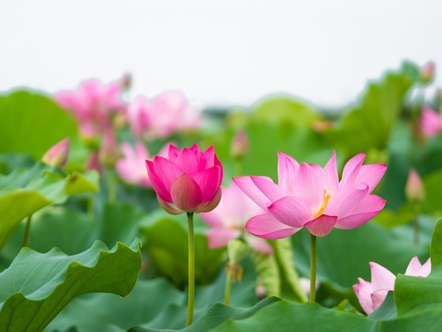 Обои цветы, листья, лотос, розовый, flowers, leaves, lotus, pink разрешение 2048x1367 Загрузить