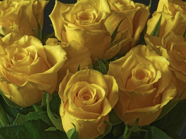 Обои цветы, розы, букет, желтые, flowers, roses, bouquet, yellow разрешение 2003x1331 Загрузить