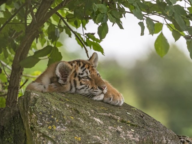 Обои тигр, дерево, хищник, камень, тигренок, tiger, tree, predator, stone разрешение 2048x1320 Загрузить