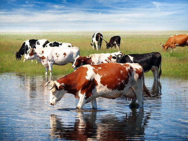 Обои небо, трава, облака, корова, водопой, коровы, домашний скот, the sky, grass, clouds, cow, drink, cows, livestock разрешение 3000x2000 Загрузить