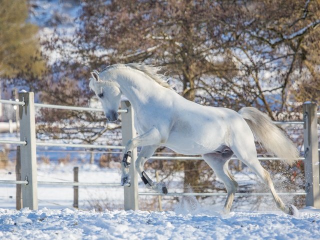 Обои лошадь, снег, зима, белый, конь, загон, грация, (с) oliverseitz, horse, snow, winter, white, corral, grace, (c) oliverseitz разрешение 2880x1800 Загрузить