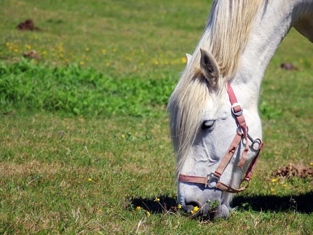 Обои лошадь, трава, конь, грива, horse, grass, mane разрешение 5184x3456 Загрузить