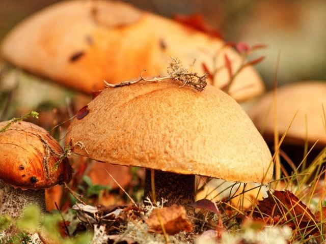 Обои трава, природа, лес, листья, осень, грибы, гриб, grass, nature, forest, leaves, autumn, mushrooms, mushroom разрешение 1920x1200 Загрузить