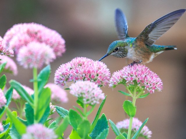 Обои цветы, крылья, птица, клюв, перья, колибри, крыдья, flowers, wings, bird, beak, feathers, hummingbird разрешение 2658x1772 Загрузить