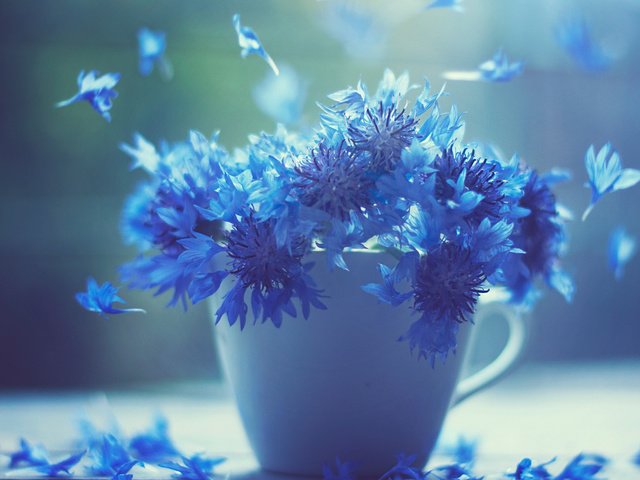 Обои цветы, лепестки, чашка, синие, васильки, flowers, petals, cup, blue, cornflowers разрешение 1920x1080 Загрузить