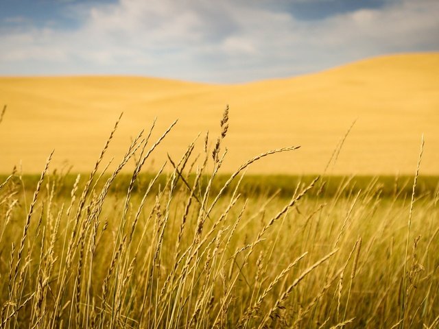 Обои трава, природа, макро, поле, размытость, колоски, grass, nature, macro, field, blur, spikelets разрешение 2048x1177 Загрузить