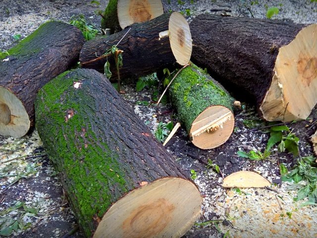 Обои дерево, лес, стиль, огонь, мох, дрова, опилки, пеньки, tree, forest, style, fire, moss, wood, sawdust, hemp разрешение 5258x2960 Загрузить