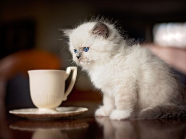 Обои кот, кошка, котенок, стол, блюдце, чашка, сиамский, голубоглазый, рэгдолл, ragdoll, cat, kitty, table, saucer, cup, siamese, blue-eyed разрешение 1920x1200 Загрузить
