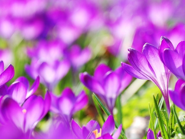 Обои цветы, весна, фиолетовые, крокусы, flowers, spring, purple, crocuses разрешение 2560x1440 Загрузить
