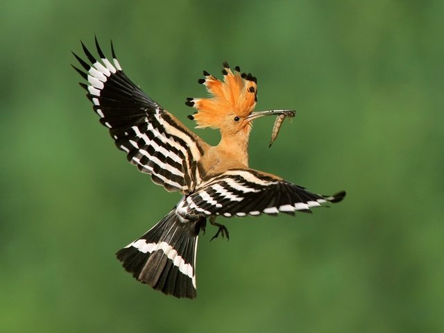 Обои птица, удод, bird, hoopoe разрешение 1920x1080 Загрузить