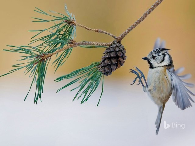 Обои ветка, птица, шишка, сосна, синица, хохлатая синица, branch, bird, bump, pine, tit, crested tit разрешение 1920x1200 Загрузить