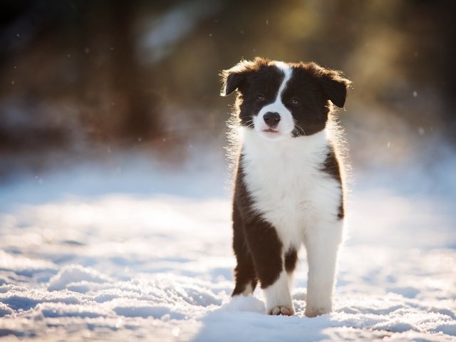 Обои снег, зима, взгляд, собака, щенок, бордер-колли, snow, winter, look, dog, puppy, the border collie разрешение 1920x1200 Загрузить