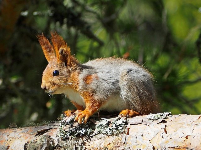 Обои дерево, животное, белка, зверек, белочка, грызун, tree, animal, protein, squirrel, rodent разрешение 4093x2786 Загрузить