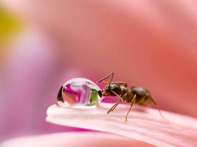 Обои miki asai, макро, насекомое, цветок, капля, лепестки, размытость, муравей, капля воды, macro, insect, flower, drop, petals, blur, ant, a drop of water разрешение 1920x1200 Загрузить