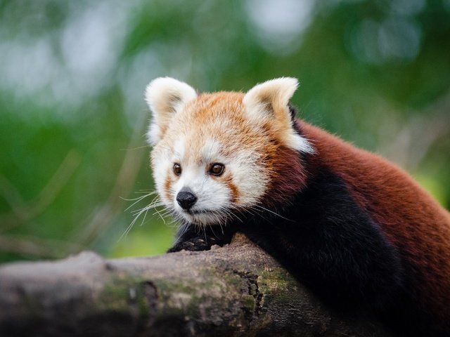 Обои дерево, мордочка, панда, животное, ствол, красная панда, малая панда, tree, muzzle, panda, animal, trunk, red panda разрешение 2957x1959 Загрузить