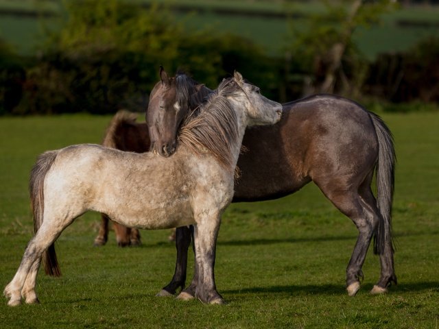 Обои трава, природа, поле, лето, любовь, лошади, кони, пастбище, grass, nature, field, summer, love, horse, horses, pasture разрешение 5106x2872 Загрузить