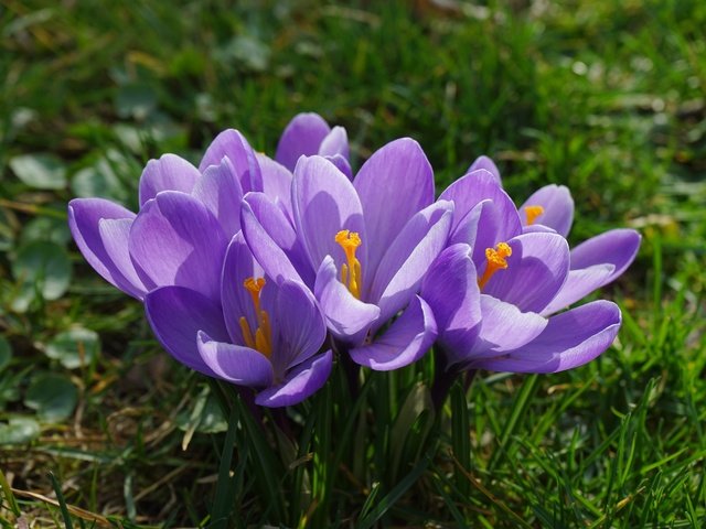 Обои цветы, трава, лепестки, весна, крокусы, подснежник, шафран, flowers, grass, petals, spring, crocuses, snowdrop, saffron разрешение 6000x4000 Загрузить