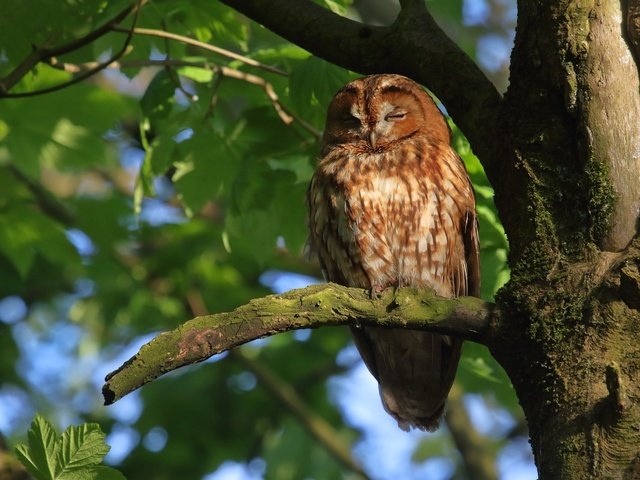 Обои сова, дерево, листья, птица, мох, неясыть, owl, tree, leaves, bird, moss разрешение 2048x1365 Загрузить