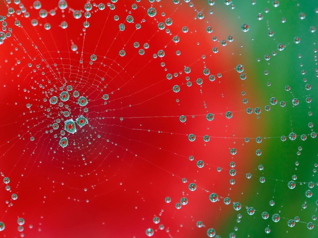 Обои макро, фон, роса, капли, цвет, паутина, macro, background, rosa, drops, color, web разрешение 1920x1200 Загрузить