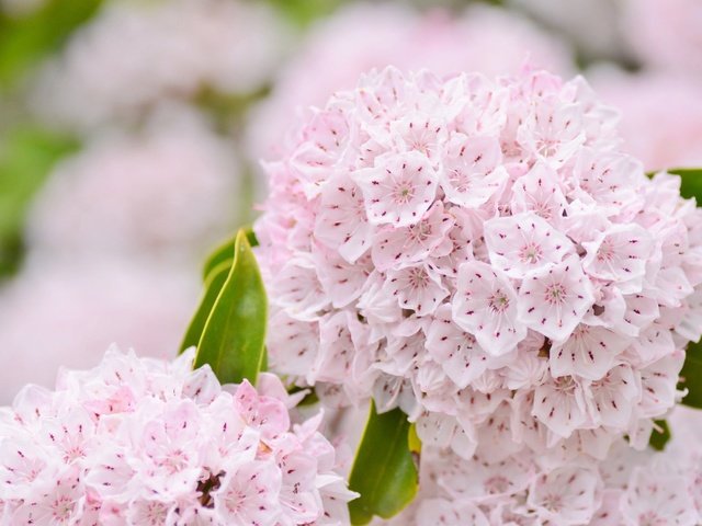 Обои цветы, розовые, нежность, соцветие, flowers, pink, tenderness, inflorescence разрешение 2048x1356 Загрузить