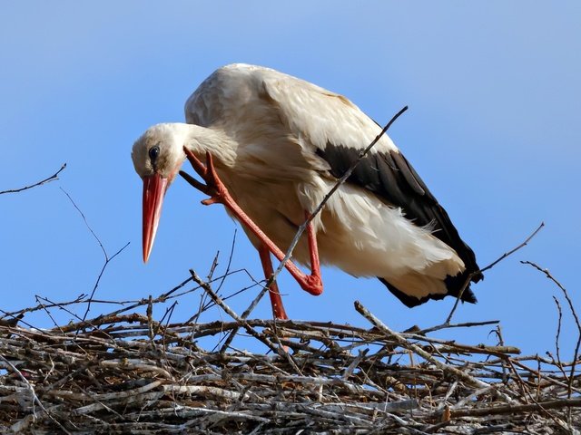 Обои небо, птица, клюв, перья, аист, гнездо, белый аист, the sky, bird, beak, feathers, stork, socket разрешение 1920x1080 Загрузить