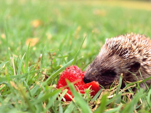 Обои трава, мордочка, клубника, весна, ежик, иголки, еж, боке, grass, muzzle, strawberry, spring, hedgehog, needles, bokeh разрешение 2330x1456 Загрузить