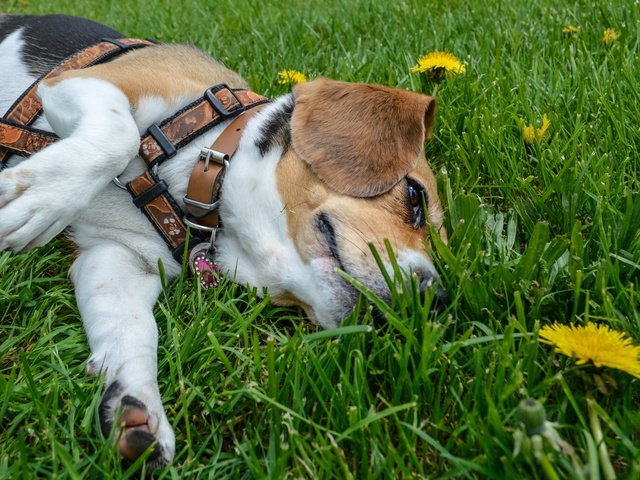 Обои трава, мордочка, лето, собака, лежит, одуванчики, лапки, бигль, grass, muzzle, summer, dog, lies, dandelions, legs, beagle разрешение 4911x3410 Загрузить