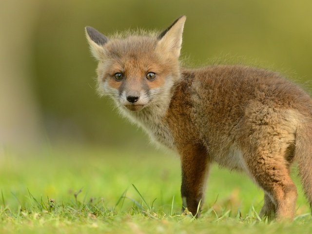 Обои трава, природа, зелень, лиса, лисица, хвост, лисенок, grass, nature, greens, fox, tail разрешение 2048x1152 Загрузить