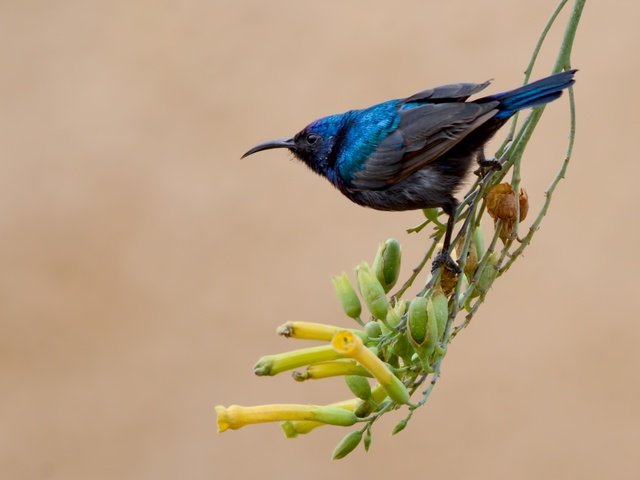 Обои цветы, ветка, природа, фон, птица, клюв, перья, нектарница, flowers, branch, nature, background, bird, beak, feathers, the sunbird разрешение 3547x2350 Загрузить