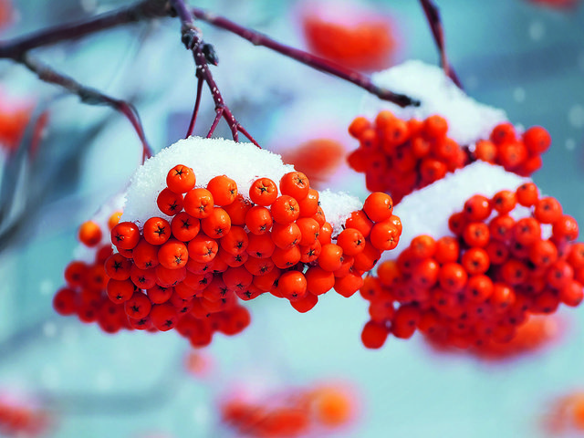 Обои снег, зима, макро, ветки, ягоды, рябина, боке, ikan_leonid, snow, winter, macro, branches, berries, rowan, bokeh разрешение 1920x1200 Загрузить