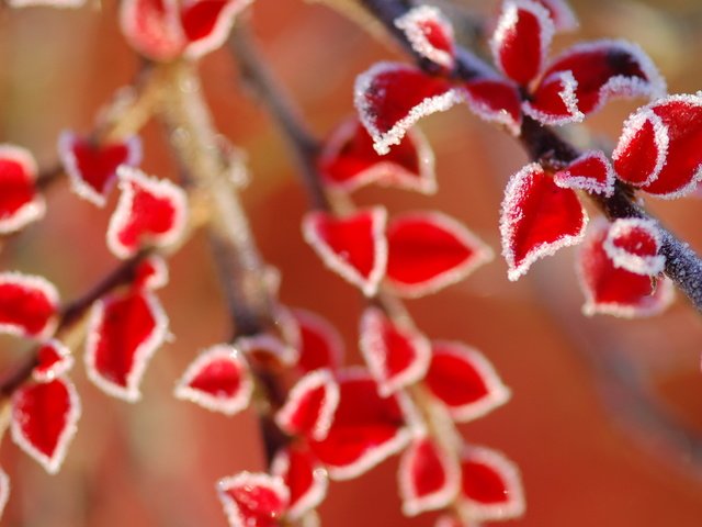 Обои листья, ветки, иней, осень, красные, размытость, leaves, branches, frost, autumn, red, blur разрешение 2560x1600 Загрузить