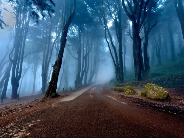 Обои дорога, португалия, деревья, природа, камни, лес, пейзаж, утро, туман, road, portugal, trees, nature, stones, forest, landscape, morning, fog разрешение 1920x1200 Загрузить