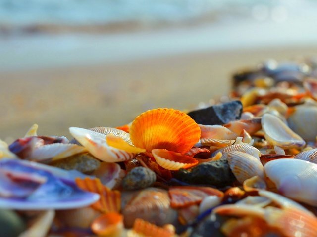 Обои берег, макро, море, ракушки, shore, macro, sea, shell разрешение 3000x1892 Загрузить