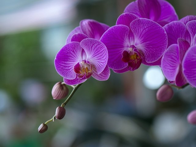 Обои цветы, цветение, орхидеи,  цветы, фаленопсис, flowers, flowering, orchids, phalaenopsis разрешение 2048x1365 Загрузить