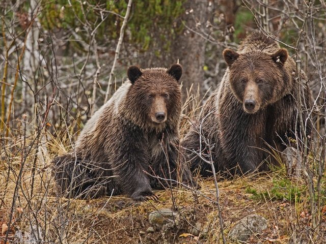 Обои лес, ветки, пара, медведи, forest, branches, pair, bears разрешение 4000x2702 Загрузить