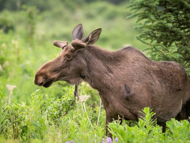 Обои природа, растения, лес, лось, nature, plants, forest, moose разрешение 2048x1152 Загрузить