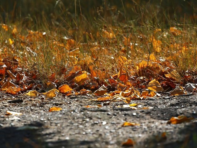 Обои трава, листва, осень, асфальт, grass, foliage, autumn, asphalt разрешение 1920x1280 Загрузить