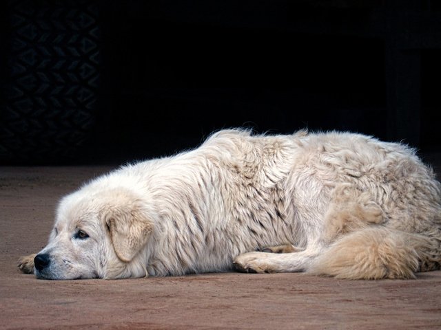 Обои собака, маремма, итальянская овчарка, dog, the maremma, italian shepherd разрешение 1920x1080 Загрузить