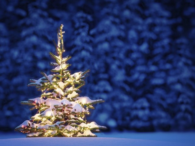 Обои ночь, снег, новый год, елка, лес, зима, рождество, гирлянда, night, snow, new year, tree, forest, winter, christmas, garland разрешение 2880x1800 Загрузить