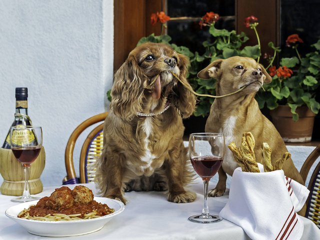 Обои взгляд, вино, собаки, ужин, спаниель, паста, мордочк, look, wine, dogs, dinner, spaniel, pasta, murdock разрешение 3000x2146 Загрузить