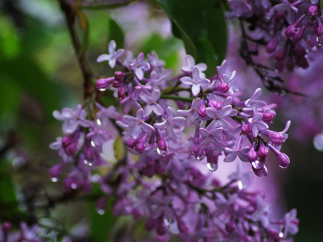 Обои цветы, ветка, природа, макро, капли, сирень, flowers, branch, nature, macro, drops, lilac разрешение 5456x3632 Загрузить