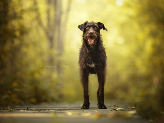 Обои природа, мордочка, взгляд, собака, друг, nature, muzzle, look, dog, each разрешение 2048x1298 Загрузить