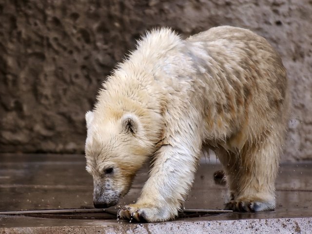 Обои медведь, хищник, животное, белый медведь, зоопарк, медвежонок, мокрый, bear, predator, animal, polar bear, zoo, wet разрешение 2000x1460 Загрузить