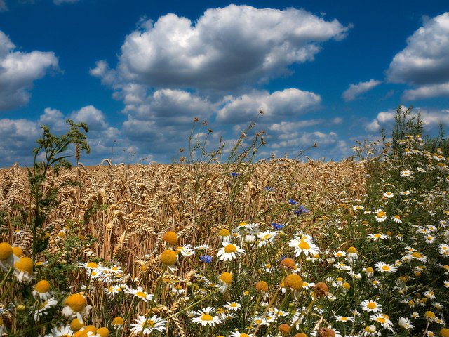 Обои небо, цветы, облака, поле, лето, пшеница, ромашки, васильки, the sky, flowers, clouds, field, summer, wheat, chamomile, cornflowers разрешение 2006x1500 Загрузить