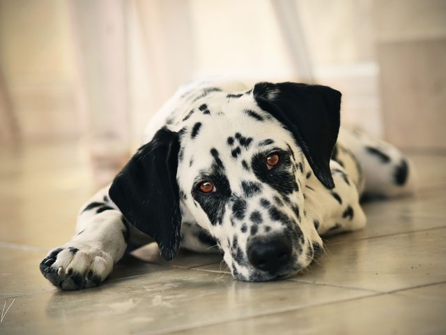 Обои морда, взгляд, собака, далматин, на полу, face, look, dog, dalmatian, on the floor разрешение 4000x2667 Загрузить