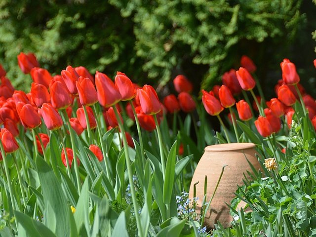 Обои цветы, бутоны, лепестки, весна, тюльпаны, кувшин, весенние, flowers, buds, petals, spring, tulips, pitcher разрешение 5981x2981 Загрузить