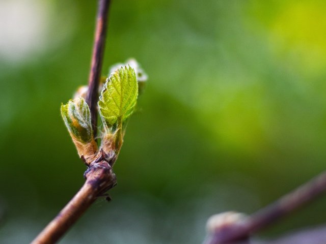 Обои ветка, природа, листья, макро, весна, зеленый лист, боке, branch, nature, leaves, macro, spring, green leaf, bokeh разрешение 5070x3380 Загрузить